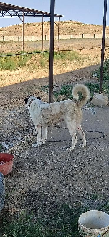 it pitbul: Qurdbasar, 2 il, Dişi — 2