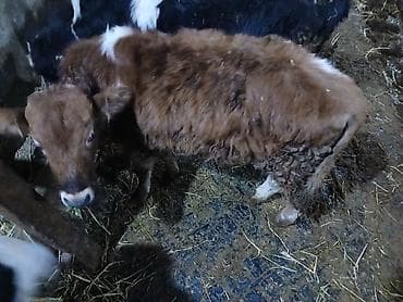 Asia: Erkek Dana isdeyenler real aliciya endirm var - Cins: yerli qarışıq — 3