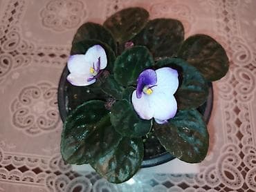 tulpan gulu sekilleri: BƏNÖVŞƏ EV ÜÇÜN — 6