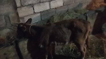 en gozel it adlari: 10.günlik semetalı.diş.bizov satlır yaxş super semetalı.ingin balasdı — 4