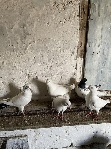 Balıqlar: Bir cüt ag cılmaq bakı agları bir dene qarabas erkek bir dene qara — 4