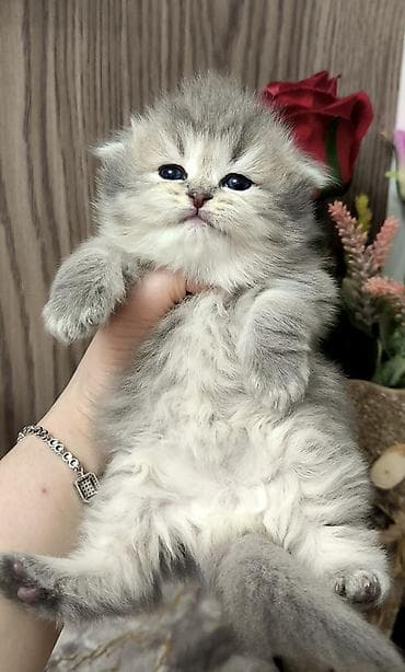 pisik yuvalari: Britan — 6