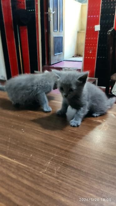 ucuz pisikler: Yaxşı əllərə — 2