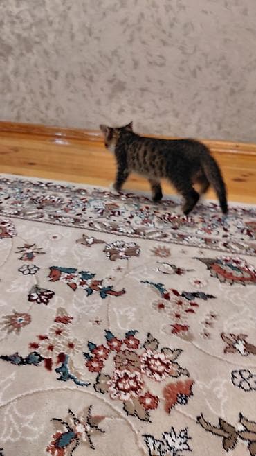 siam pisiyi: Erkək, Ünvandan götürmə — 5