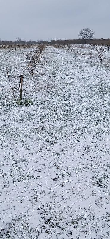 su ceni temiri: 80 sot — 4