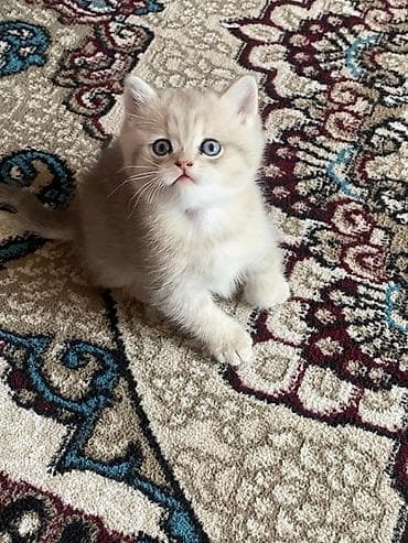 1 azn pişik: Qızıl şinşilla, Dişi — 1