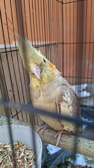 tutuquş: Nymph paraketləri (Cockatiel) – müxtəlif rənglərdə - Növ: Nymph — 2