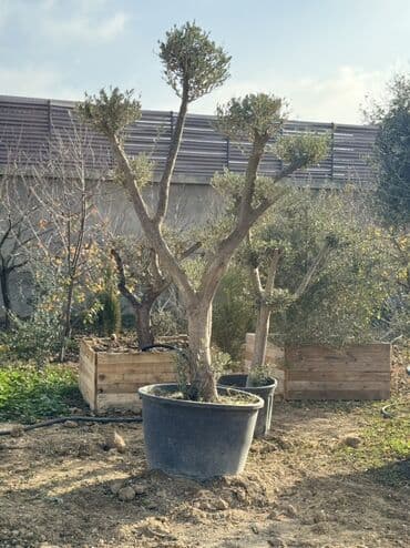 yeni il 2021: Zeytun ağacları – iri ölçülü, dekorativ budanmış formalar Məhsul — 2