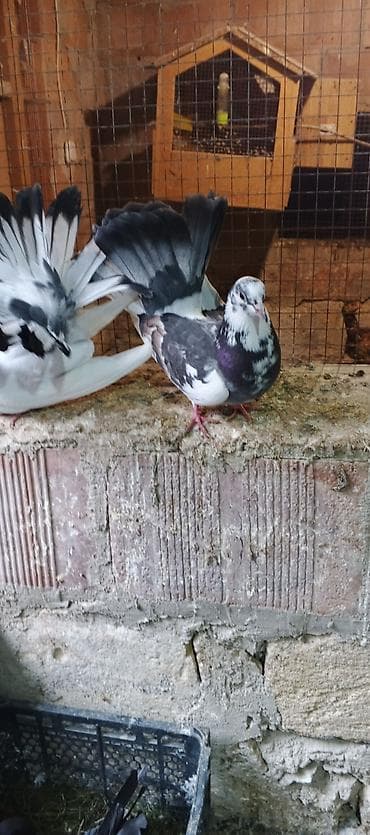 qızıl quş: Salam saglamdilar iki pavlindi qiymet ikisine aitdi biri mayadi — 2