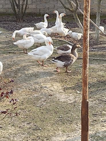su maymunu: Qaz sürüsü – yerli təsərrüfatda bəslənmiş - Növ: ev qazı (ağ və boz — 2