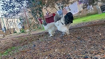 brama cüce: Toyuq, Brama, Damazlıq — 2