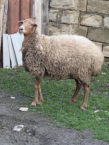 cins ineklerin satisi 2018: Qoyun – yerli damazlıq Salam aleykum Tam sağlam heyvandı Anlayışı — 3