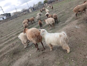 Коровы, быки: Salam 2 illik erkekdi.6 aydl almlsam.super damazdlqdl men almlşdlm ki — 7