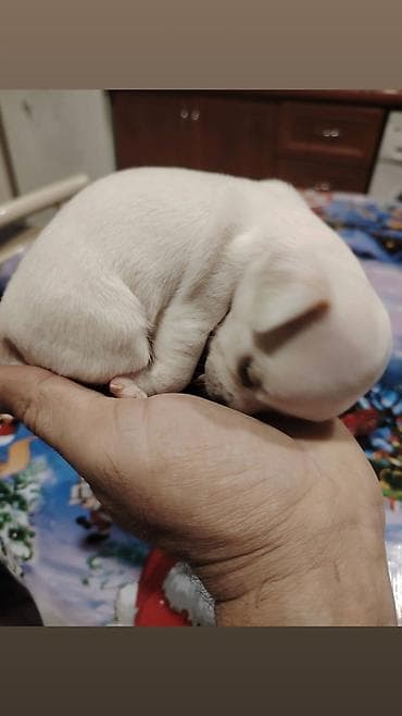 çin bildirçini: Çixuahua, 2 ay, Dişi, Sənədli, Ünvandan götürmə — 5