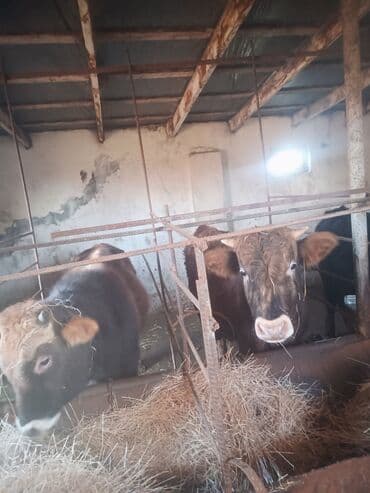 Erkək, il: 1, 10 kq, Ətlik, Ünvandan götürmə