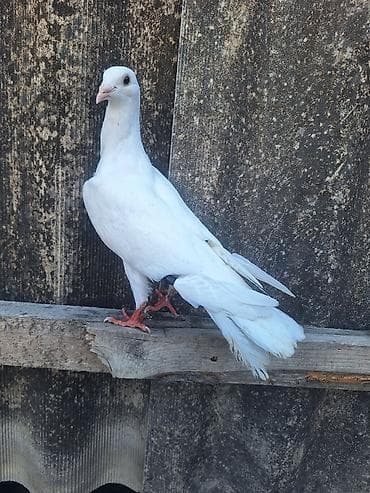 goyercin bazari: Ağ Dırakon Satlır xoruza oxşayır bir tayın qacıb diyə bunda satıram — 3