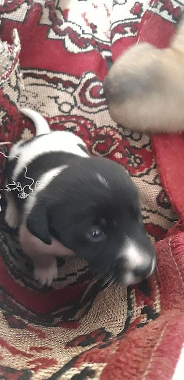 ev pisiyi satisi: Zvanok balaları satılır. Erkək də var, dişi də. Qurd dərmanları — 4
