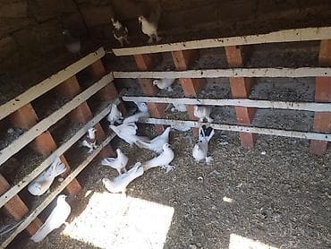 quş yemi: Ev göyərçinləri – damazlıq sürü - Növ: ev göyərçinləri (ağ, ağ-qara — 2