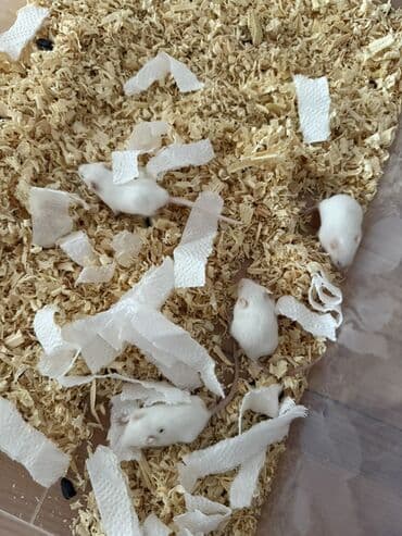 balaca it şəkilləri: Ağ rəngli dekorativ siçanlar ACİL SATILIR❗️ - Kiçik ölçülü, ağımtıl — 3