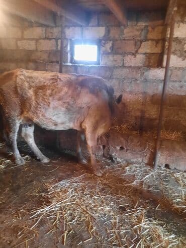 Inəklər, öküzlər: İnək və bala buzov - Ana inək və yanında dişi buzov birgə. - Ana inək — 4