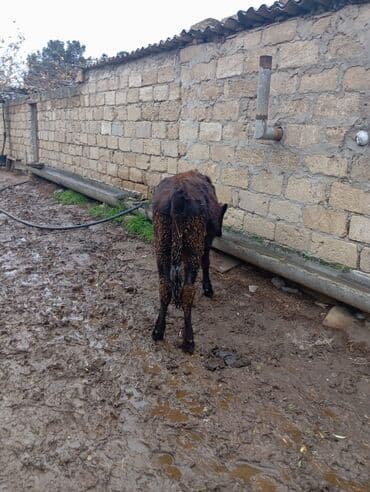 cins inekler azerbaycanda: Məhsul: Dana (qara rəngli, alnında ağ ləkəli) tecili tecili satilir — 6