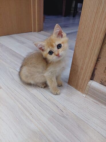 bala haski: Qızıl şinşilla, Erkək, Dişi, Ünvandan götürmə — 4