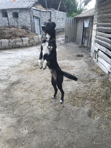 pekines itleri: Kanqal, 1 il, Erkek, Peyvəndli, Ünvandan götürmə — 1