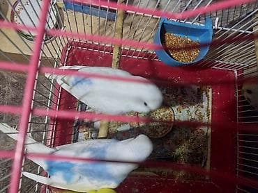 hunduşqa satışı: Rainbov rənglərində tutuquşu balaları satılır 2 sidə 2aylıqdır biri — 5