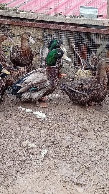 qaz ördey: Vaspanan elqe saxlya blersiz — 2