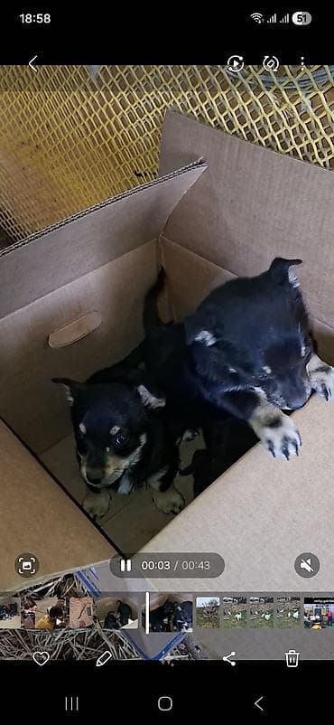 bit dərmanı: Peyvəndli — 2