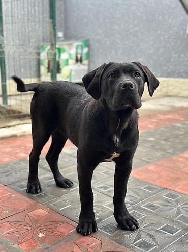 кане корсо купить: 2 Ədəd Erkək və Dişi. Cane Corso Təmiz Qan – həm həyət, həm də ailə — 3