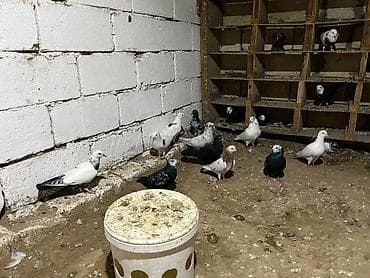 akvarium baliq bazari: Əlaqə üçün:050-886-68-47 077-748-47-37 23-24 — 5