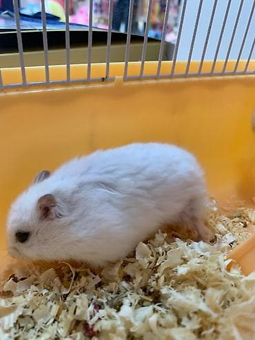 Gəmiricilər: Xomyak, hamster ag reng. Qefesi de var balaca -15azn, Boyuk -22azn — 2