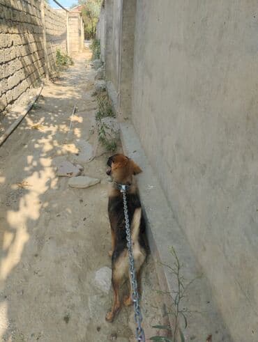 Грызуны: 6 месяцев, Самец, С прививками — 1