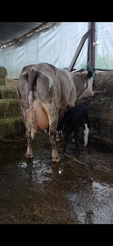 Südlük inək və bala -cins sives süd verimi 21 lt qarantia verirem
