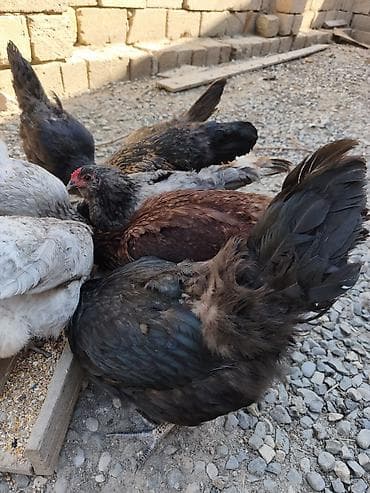 Toyuqlar: Toyuq, Australorp, Yumurtalıq — 2
