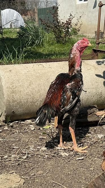 Məhsul: Uzunboyun, sərt bədən quruluşlu erkək heyratı lalafo.az -da Məhsul: Uzunboyun, sərt bədən quruluşlu erkək heyratı