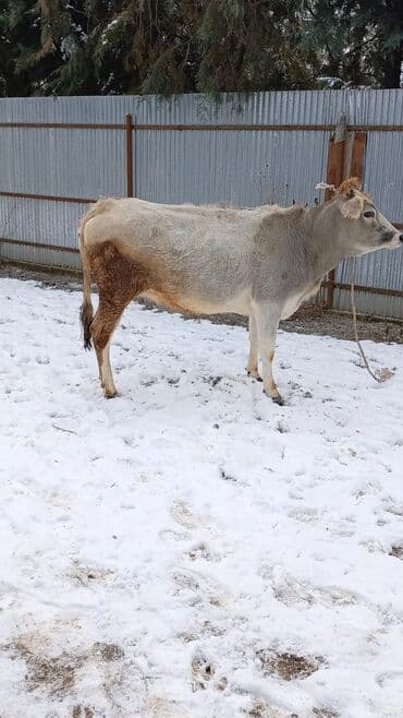 Satılır: inək - Cins/typ: boz rəngli yerli inək - Yaş: təxminən