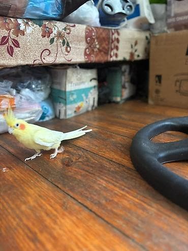 Tutuquşları: Nymph parrot (kakaducu/korella) – sarı lutinо rəng Məhsul təsviri: - — 5