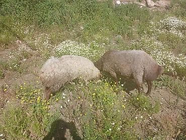 jersey cinsi: Qoyun – quyruqlu yerli cins (erkək) - Cins: Yerli yağlı quyruqlu — 10