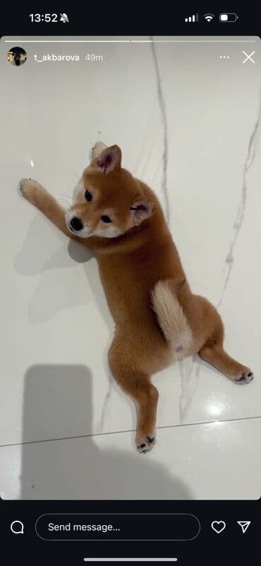 Şiba Inu balası – qırmızı rəngli - Cins: Shiba Inu - Rəng