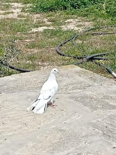 Çil erkey 16tuk cirig quyrug,ağ rəng üstünlüklü, gümüş-boz ləkəli