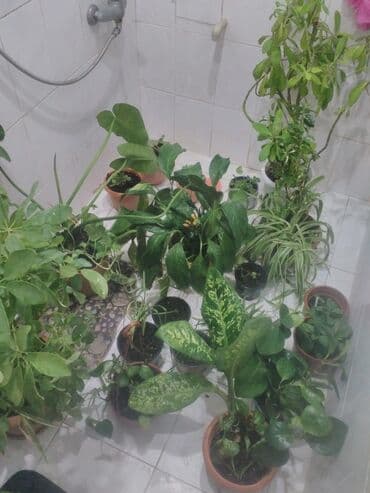 sarmaşiq: 16 növ fərqli bitki var və bu bitkilərin də içində fərqli bitki — 4