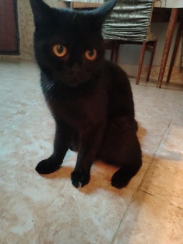 bengal pisiyi: Britan, Dişi, Yaxşı əllərə, Ödənişli çatdırılma, Ünvandan götürmə — 2