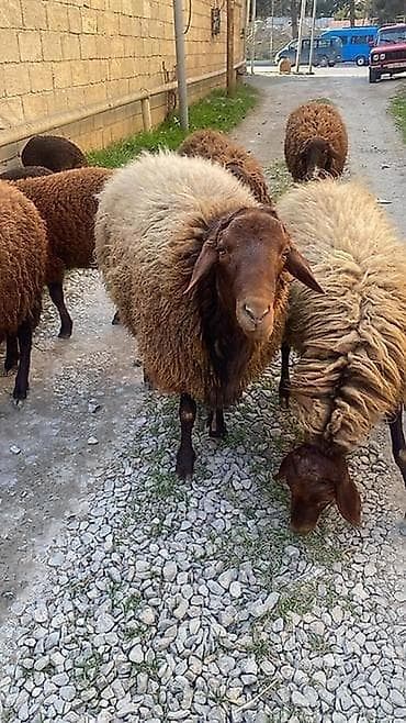 Quşlar: Kəsimlik qoçlar var 3 baş, ət çəkisi 18-20 kg 1 kg qiyməti 19 — 1
