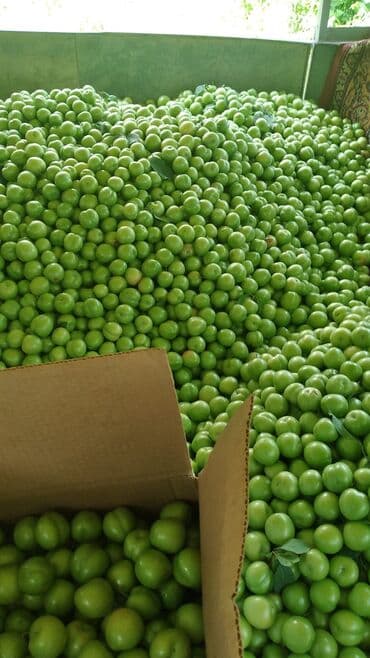 iran peçləri qiymətləri: Məhsul: 25 sot kupçalı həyətyanı torpaq satılır. Bağda 114 ədəd — 1