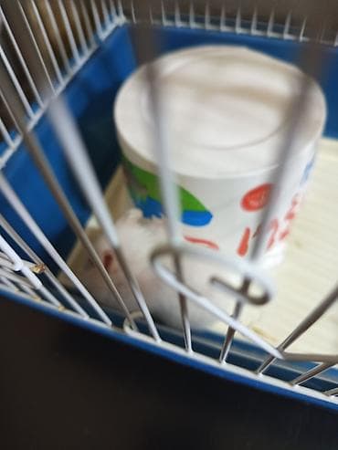 it ucun evler: Ağ rəngli hamster və qəfəs dəsti - Növ: kiçik ev heyvanı – hamster - — 3