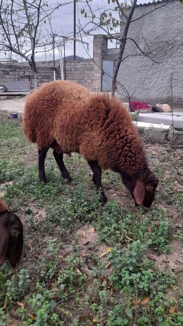 İtlər: Qoyun – Şirvan tipli, qırmızı-qəhvəyi yunlu qoç - Cins/type: yerli — 1