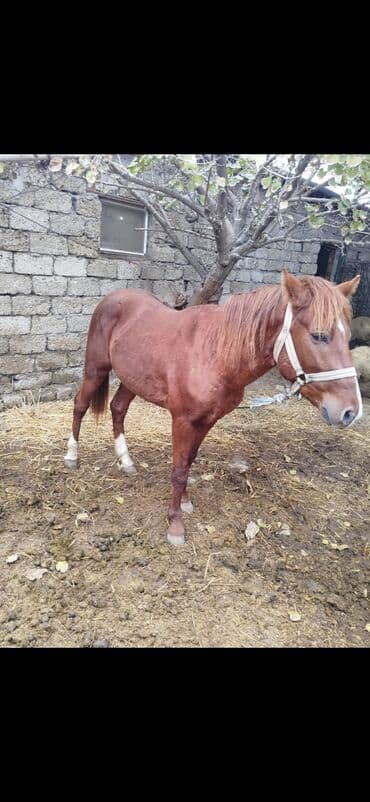 satılan atlar: Erkək, il: 3 — 4