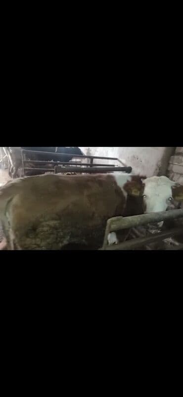 yerli ördək: Dana, buzov, Dişi, Simental, ay: 2, 130 kq, Damazlıq — 7